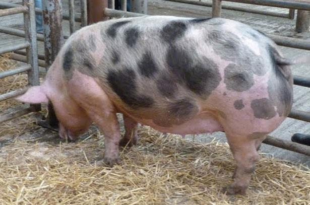 Макстеры относятся к мясным породам и не накапливают жир