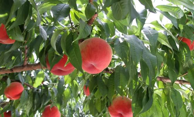 Продуктивность персиковых насаждений во многом зависит от качества и своевременности ухода за деревьями