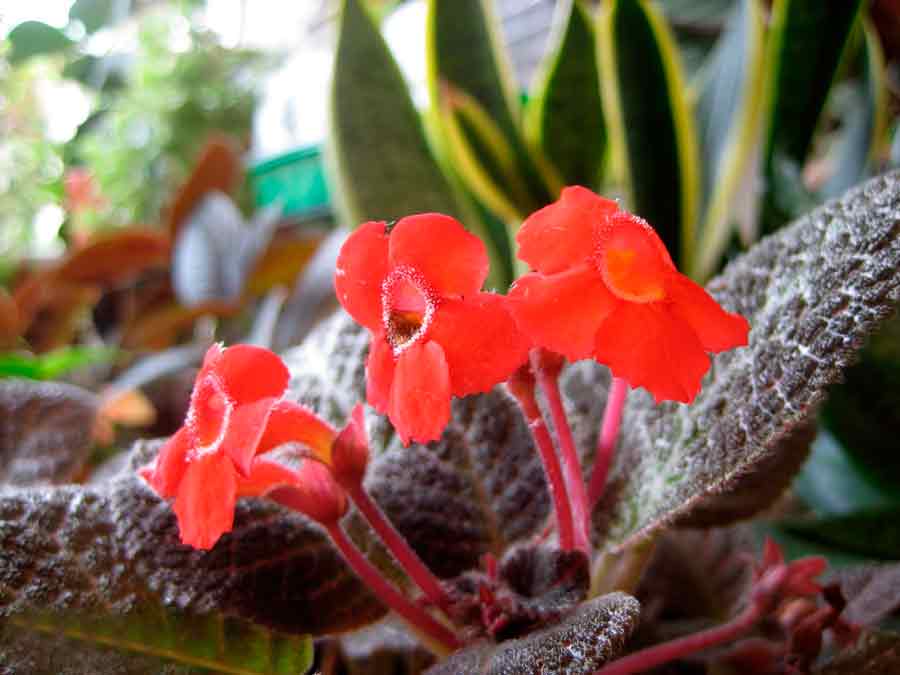 Эписция как красиво цветущее растение входит в ассортимент многих цветочных хозяйств мира