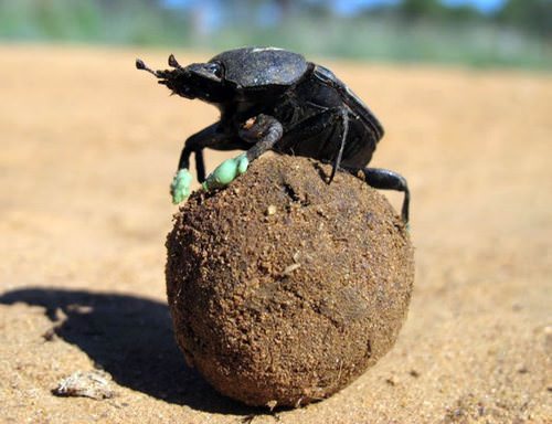 Коровий навоз как удобрение широко известен