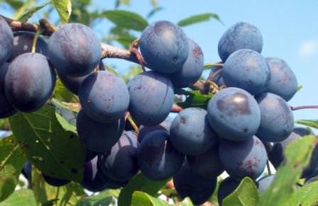 Тернослива, является небольшой разновидностью сливы