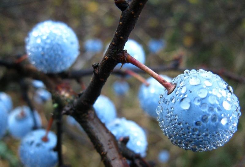 Тернослива схожа с терном, но её плоды более крупные, с меньшей терпкостью и большей сладостью, цвет у них синевато-сизый