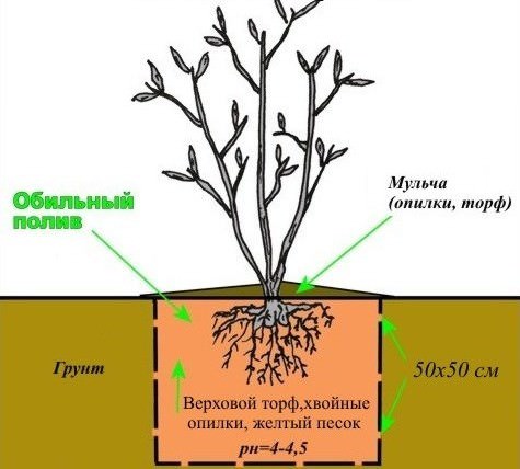 Лучше всего подходят для выращивания голубики смеси на основе кислого торфа и песка