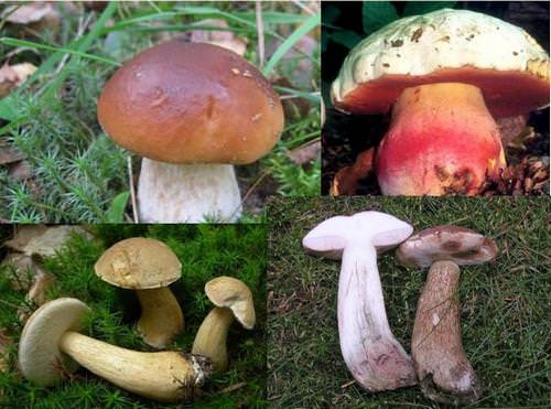 На сегодняшний день известно большое количество съедобных и несъедобных грибов