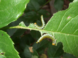 Садовой розе необходим требовательный уход