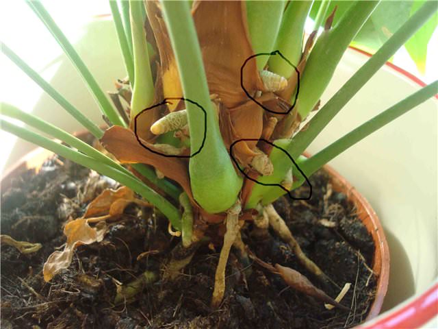 С течением времени взрослые декоративные растения антуриума обрастают так называемыми детками-отпрысками