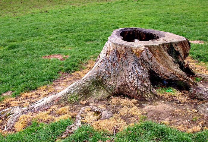 Удаление пней с использованием химических средств – достаточно недорогой способ, который может даже не потребовать от человека привлечения профессионалов