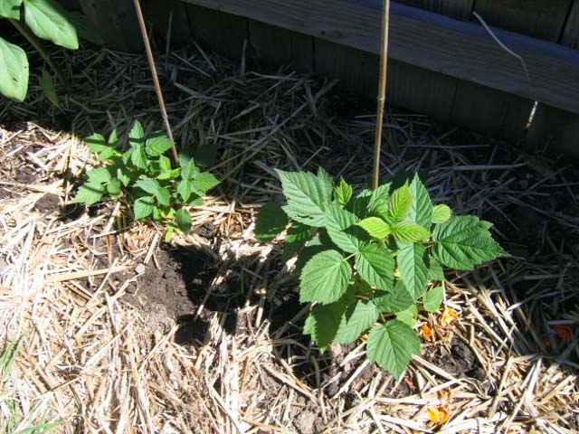 В комплекс защитных весенних мероприятий необходимо включить использование мульчи