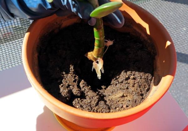 Очень важно соблюдать глубину посадки, которая напрямую зависит от размеров укорененного отростка толстянки