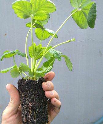 В Тимирязевском питомнике клубника разводится и реализуется