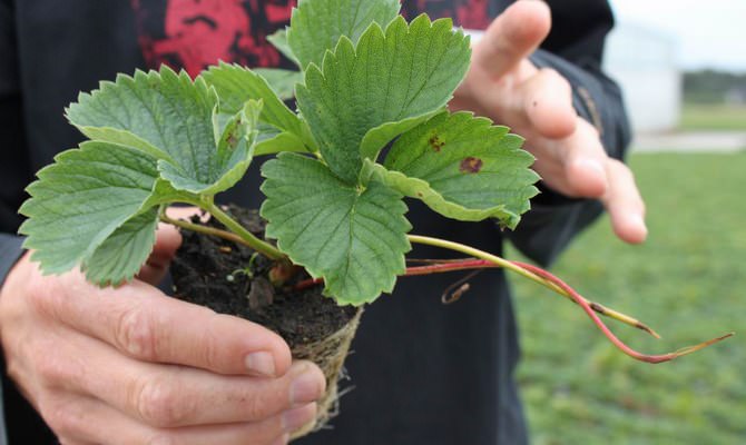 Давняя история вуза и Мичуринского сада позволила сформировать непрерывность производства чистого сортового материала самых разных видов растений