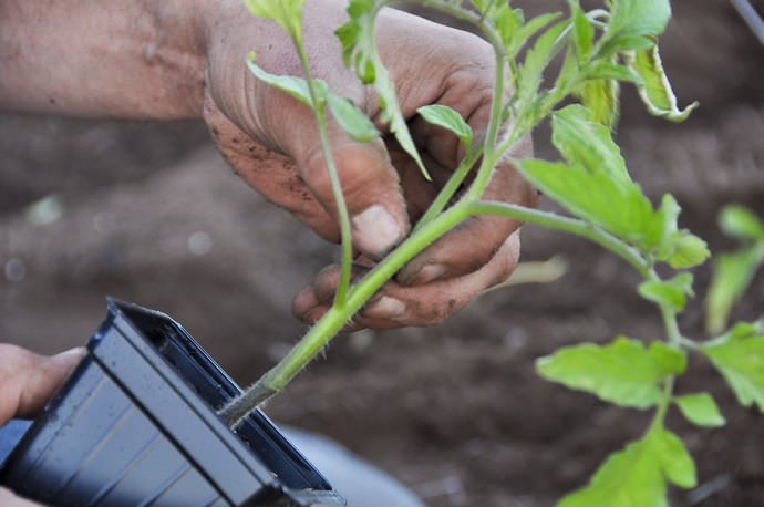 Посевные сроки томатных семян разнятся в зависимости от их сорта