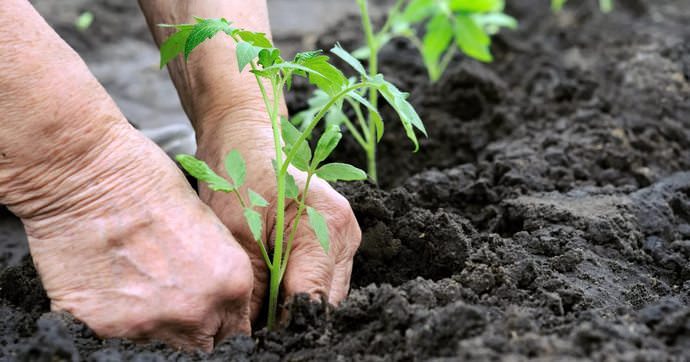 Для посадки в открытый грунт годится рассада, возраст которой 50-60 суток