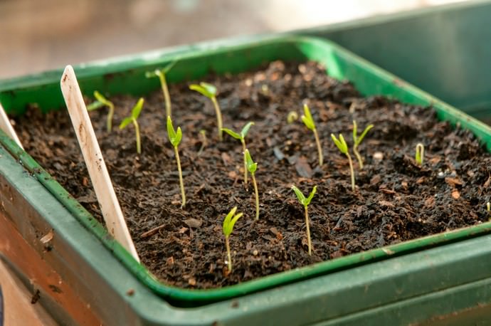 Многие огородники убеждены, что луна благоприятно влияет на качество будущего урожая