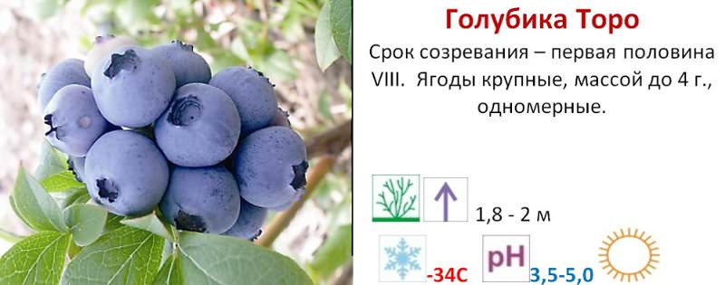 После посадки голубика нуждается в уходе