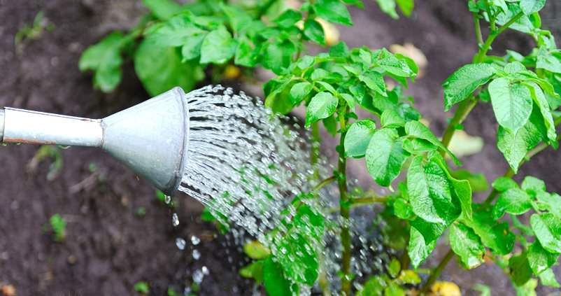 В сухую и жаркую погоду поливы картофеля Цыган должны быть особенно обильными