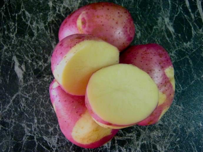 Сорт Цыган характеризуется высоким качеством молодых клубней и относится к категории элитных и редких