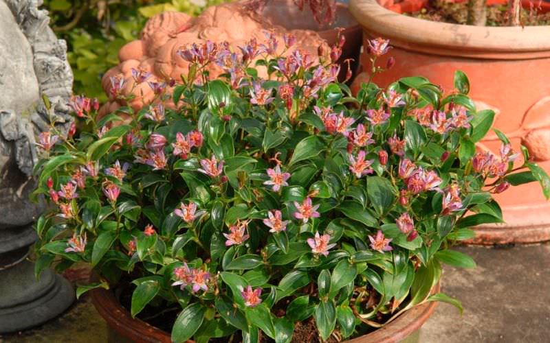 Трициртис: как вырастить садовую орхидею