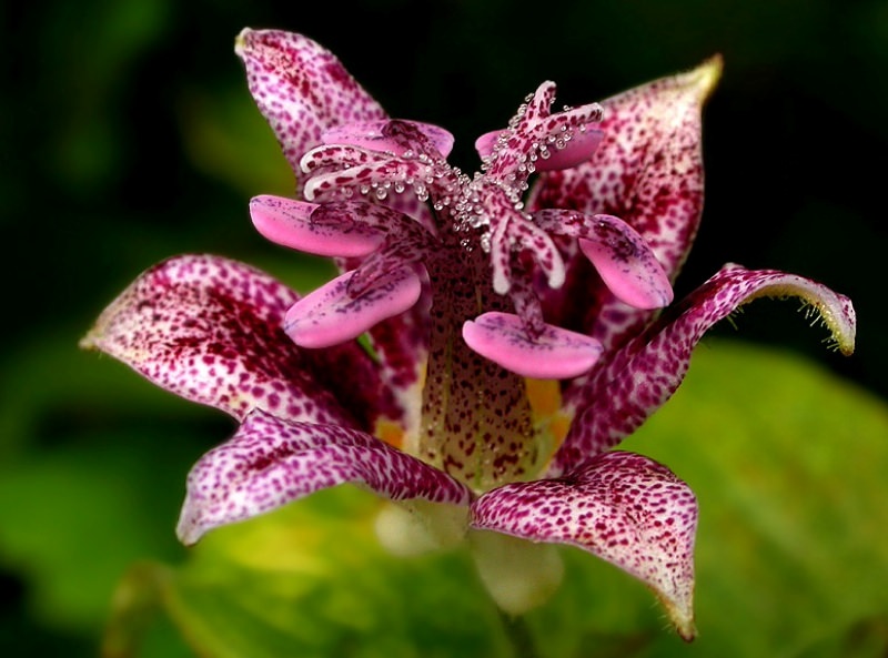 Трициртис: как вырастить садовую орхидею