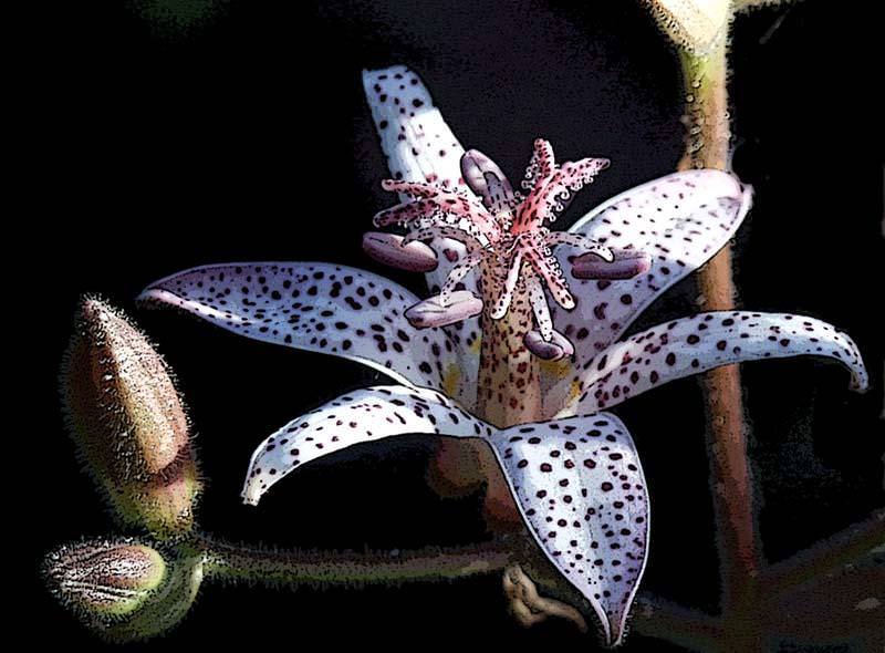 Трициртис: как вырастить садовую орхидею