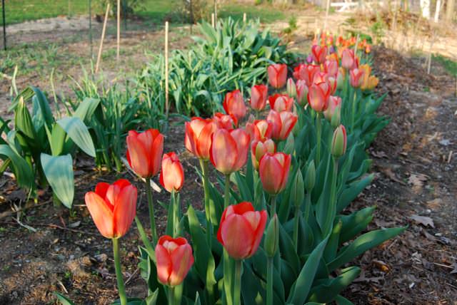 Почему при выгонке тюльпанов лопаются листья