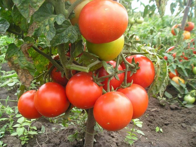 Томаты Джина и Джина ТСТ характеризуются высокой и стабильной продуктивностью вне зависимости от способа выращивания