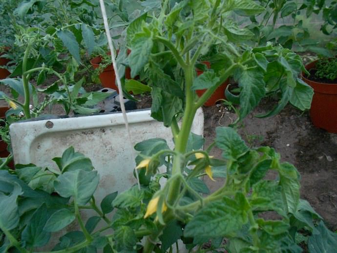 Сорт Хурма склонен к жированию, в результате которого идет активное наращивание зеленой массы в ущерб плодообразованию