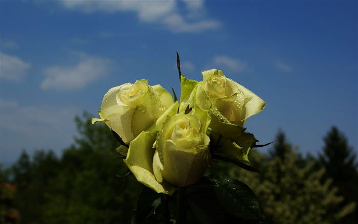 Розы нельзя выращивать на одном пространстве с гладиолусами и георгинами, так как эти декоративные культуры способны воздействовать друг на друга угнетающе