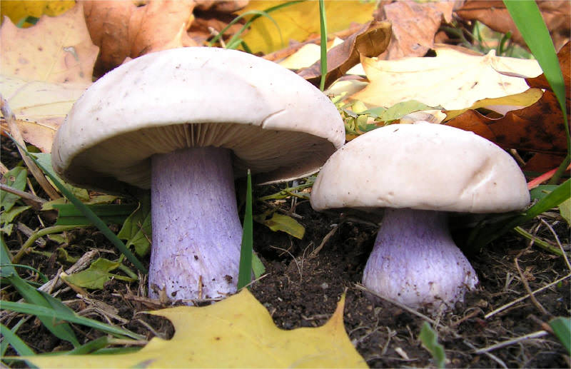 Синяя ножка в большом количестве произрастает практически повсеместно, но особенно много её в районе Щепкинского леса за Орбитальной