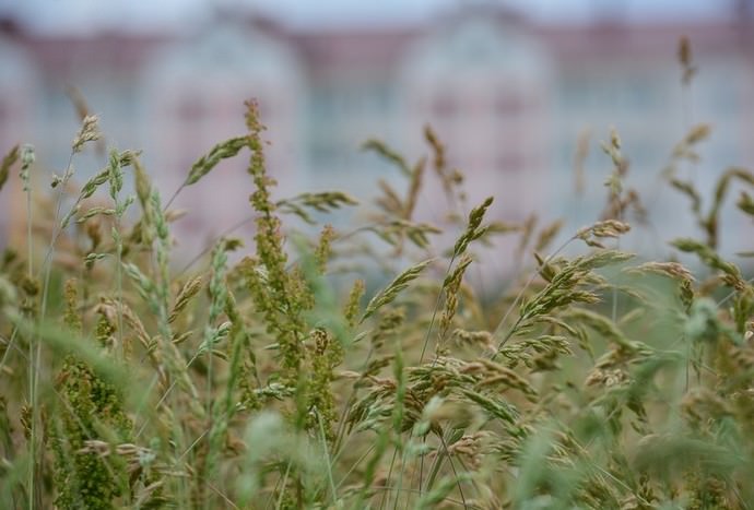 Овсяница луговая относится к категории неприхотливых газонных трав