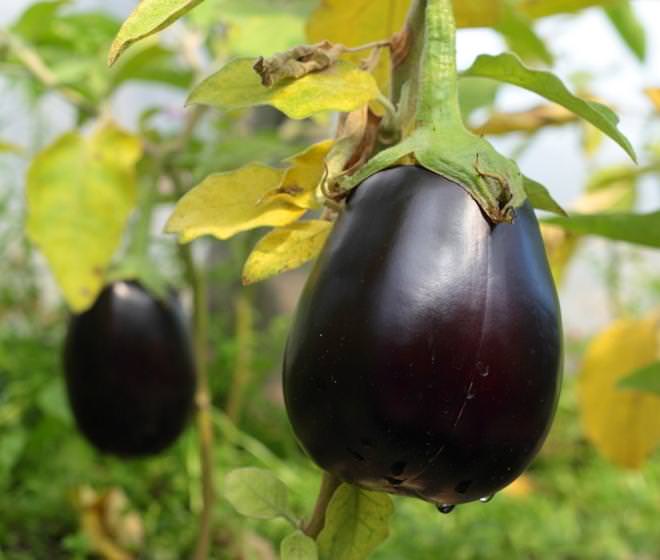 Предпочтение следует отдавать адаптированным к почвенно-климатическим условиям Подмосковья сортам и гибридам со стабильным плодоношением и высокой урожайностью