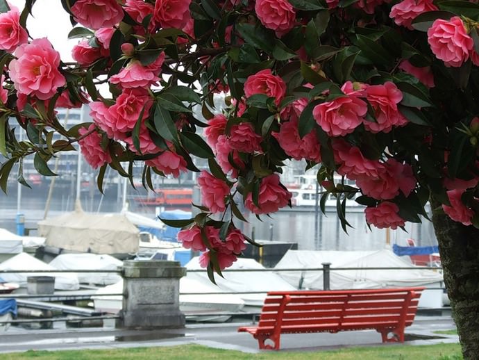 При соблюдении агротехники камелии болеют крайне редко, и практически не подвержены повреждению растительными паразитами