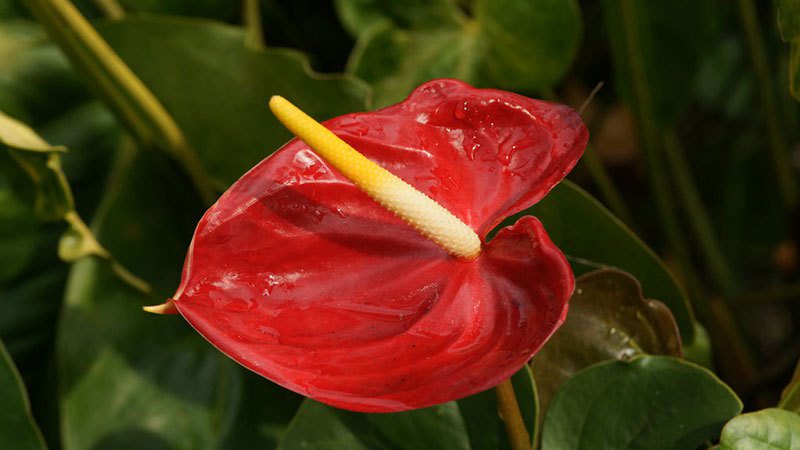 Магические свойства и необычайная декоративность красного цвета сделали красиво цветущий антуриум очень популярным