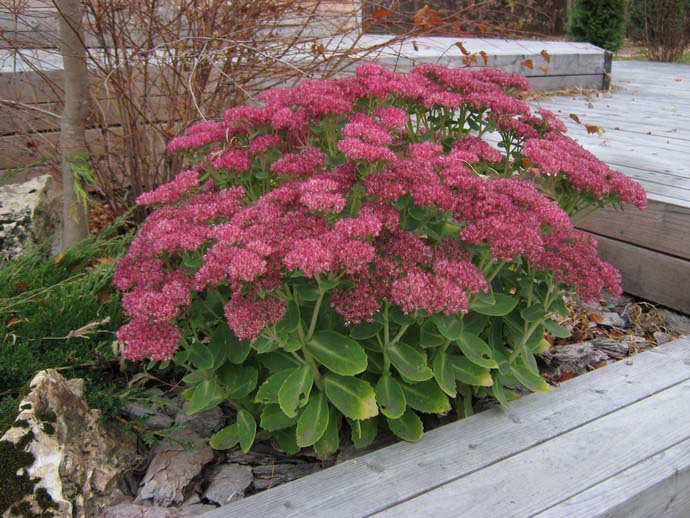 В ландшафтном озеленении очиток обыкновенный используется достаточно широко