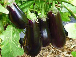 Выращивание баклажана в парнике является одним из основных способов получить гарантированно хороший урожай