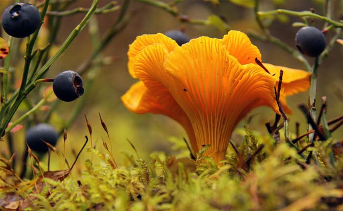 Особенностью грибов лисичек является хороший вкус и внешняя привлекательность, которая при правильном приготовлении сохраняется и уже в готовых блюдах.