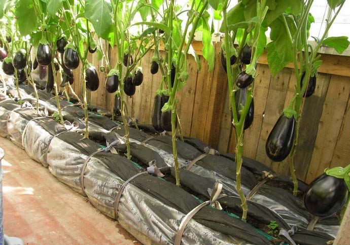 Выращивать баклажаны проще всего в теплице