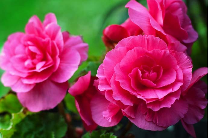 Бегонии Камелия является махровым цветком