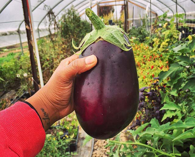 Лучшие сорта и гибриды – самоопыляемые, с высокими показателями товарных и вкусовых качеств плодов, продуктивные и нетребовательные к уходу