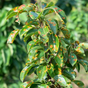 Болезни груши встречаются в условиях приусадебного садоводства достаточно часто