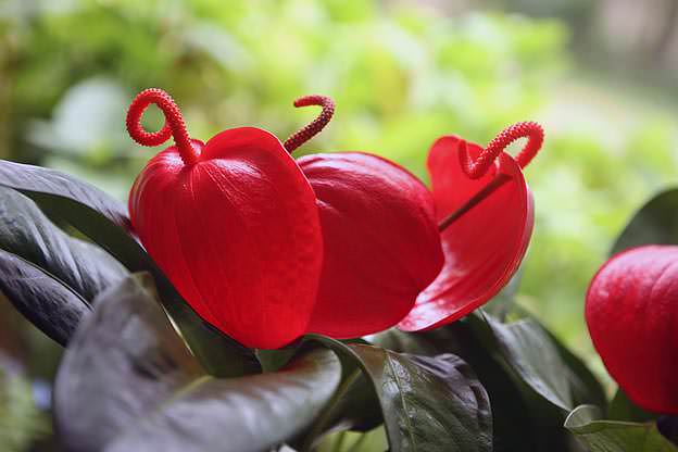 Комнатный вариант мужского счастья нуждается в притенении в летний период, потому что в природе он растет исключительно под пологом лесов