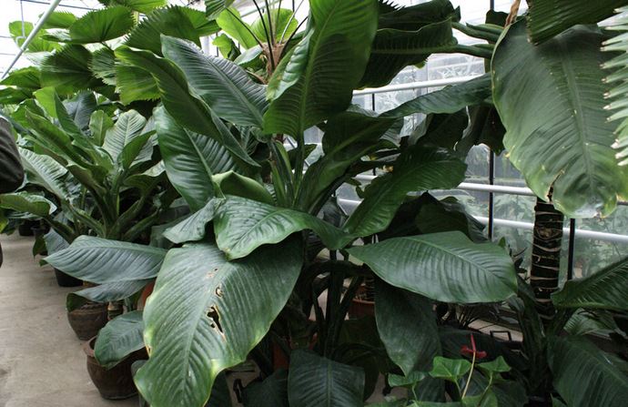 Диффенбахия крупнолистная (Dieffenbachia macrophylla)