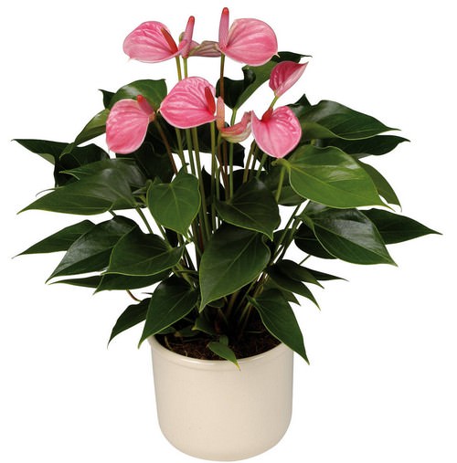 Цветок антуриум — вечнозелёное растение, относящееся к семейству Ароидные