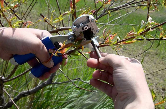 Белорусские прививочные секаторы характеризуются садоводами-любителями, как одни из самых надёжных, удобных в работе, долговечных и качественных инструментов