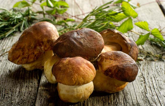 Самым урожайным на грибы принято считать август, когда можно собирать много белых грибов