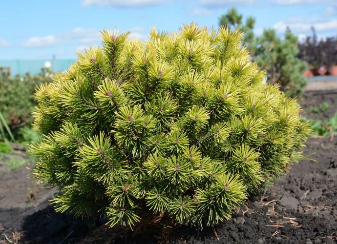 Сосна горная Ophir обладает удивительно правильной и округлой, иногда немного раскидистой кроной диаметром до метра