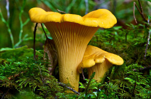 Лисичка обыкновенная относится к съедобным видам грибов из семейства Лисичковые