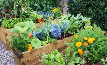 Можно использовать уплотненные посадки растений