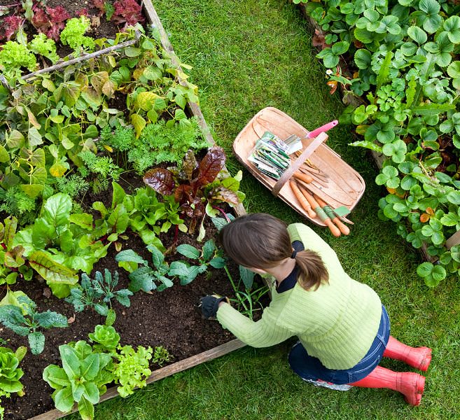 Правильно скомбинированные посадки повышают урожайность, помогают отпугивать насекомых вредителей, и, кстати говоря, выглядят такие грядки более нарядней и эстетичней