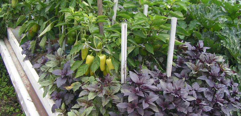 Выбирая такой способ посадок, садоводы экономят пространство, которое можно использовать для увеличения объема посадок с целью увеличения урожая